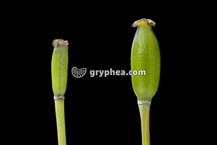 Tulipe - Développement du fruit - gryphea.com